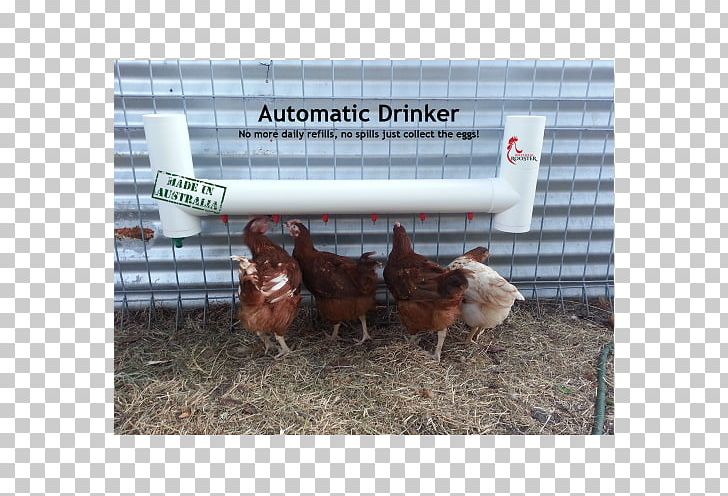 Rooster Chicken Coop Poultry Urban Chicken PNG, Clipart, Alcoholic Drink, Animals, Automation, Backyard, Beak Free PNG Download