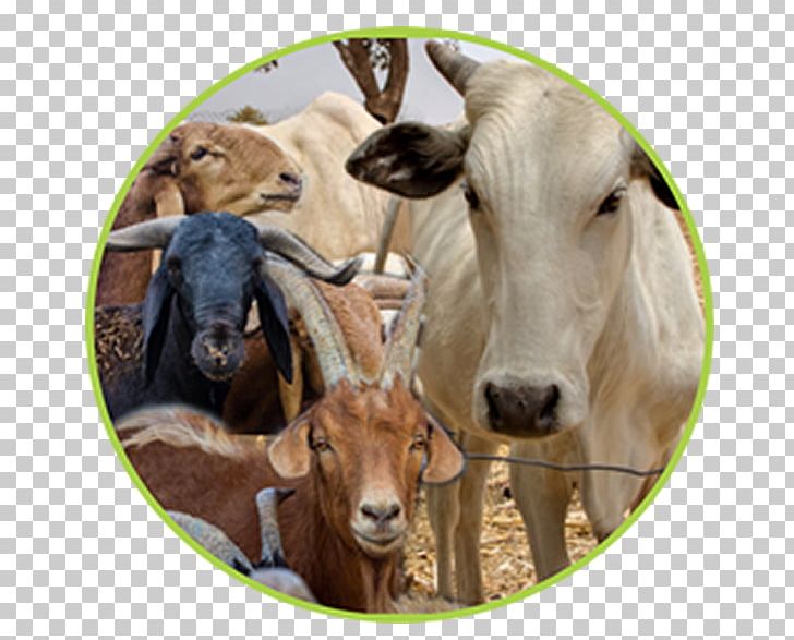 White Fulani Cattle Red Fulani Cattle Goat Fula People Livestock PNG, Clipart, Advertising, Animals, Beef, Breed, Cattle Free PNG Download