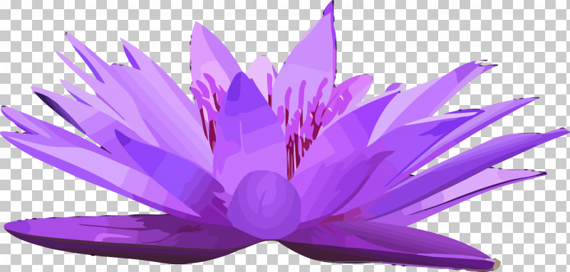 purple lotus flower pictures