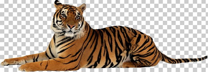 Jim Corbett National Park Leopard Jaguar Lion Project Tiger PNG, Clipart, Animal Figure, Animals, Bengal Tiger, Big Cat, Big Cats Free PNG Download