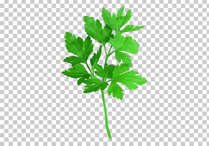 Parsley Coriander Red Curry Thai Cuisine Herb PNG, Clipart, Arugula, Cilantro, Coriander, Duck Meat, Encapsulated Postscript Free PNG Download