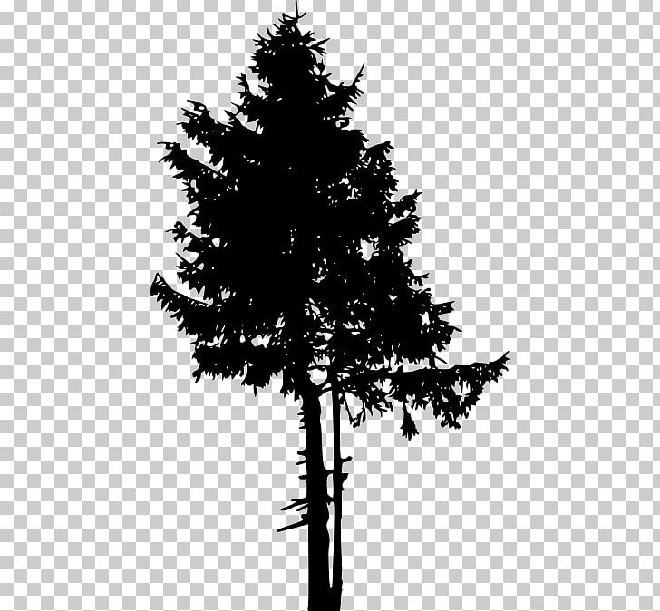 Spruce Pine Fir Tree PNG, Clipart, Black And White, Black Pine, Branch, Christmas Decoration, Christmas Tree Free PNG Download