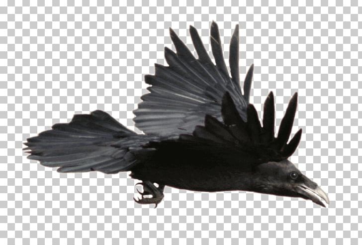 Common Raven Portable Network Graphics Graphics PNG, Clipart, American Crow, Art, Beak, Bird, Black And White Free PNG Download