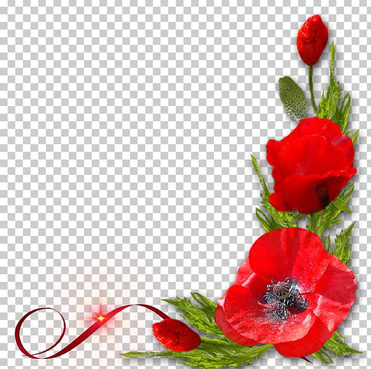 Poppy Red Flower PNG, Clipart, Bordure, Bright, Color, Coquelicot, Decorative Free PNG Download