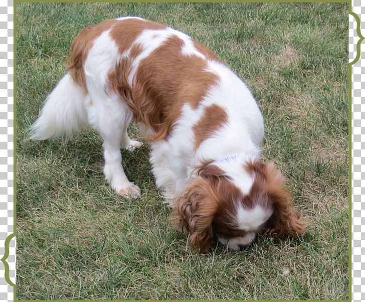 Welsh Springer Spaniel Cavalier King Charles Spaniel English Springer Spaniel Dog Breed PNG, Clipart, Animals, Breed, Carnivoran, Cavalier King Charles, Cavalier King Charles Spaniel Free PNG Download