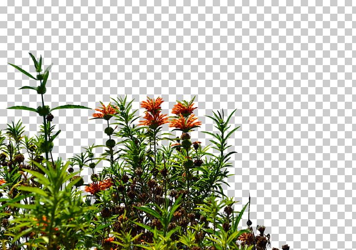 Wildflower Stock Photography PNG, Clipart, Clip Art, Flora, Flower, Flower Garden, Flowering Plant Free PNG Download