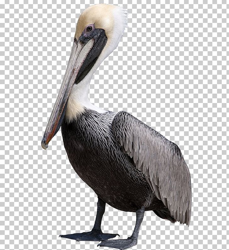 Bird Pelican Duck PNG, Clipart, Animal, Animals, Beak, Bird, Birds Free PNG Download