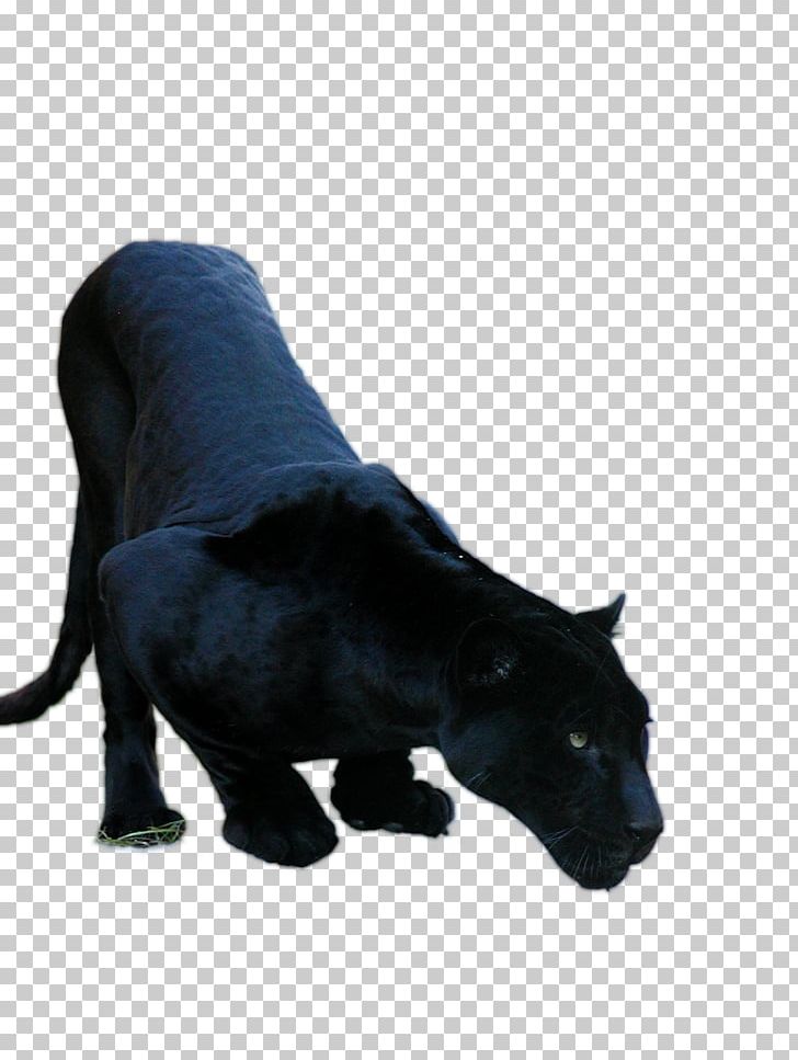 Black Panther Jaguar Cars Jaguar XF Cougar PNG, Clipart, 1080p, Big Cats, Black, Black Panther, Carnivoran Free PNG Download