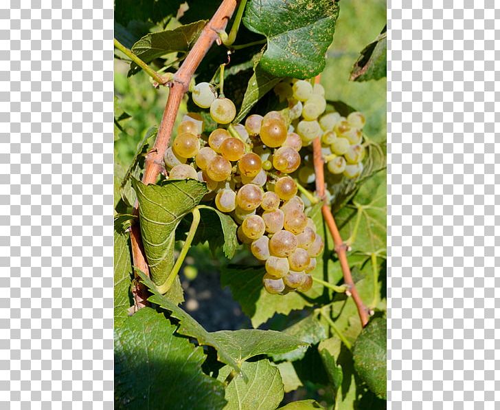Common Grape Vine Ukiah Cox Vineyard Seedless Fruit PNG, Clipart, Common Grape Vine, Currant, Fiveflavor Berry, Food, Fruit Free PNG Download
