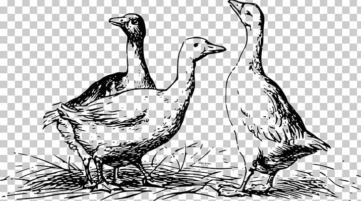Duck Goose Mallard Chicken Bird PNG, Clipart, Animals, Art, Artwork, Beak, Bird Free PNG Download