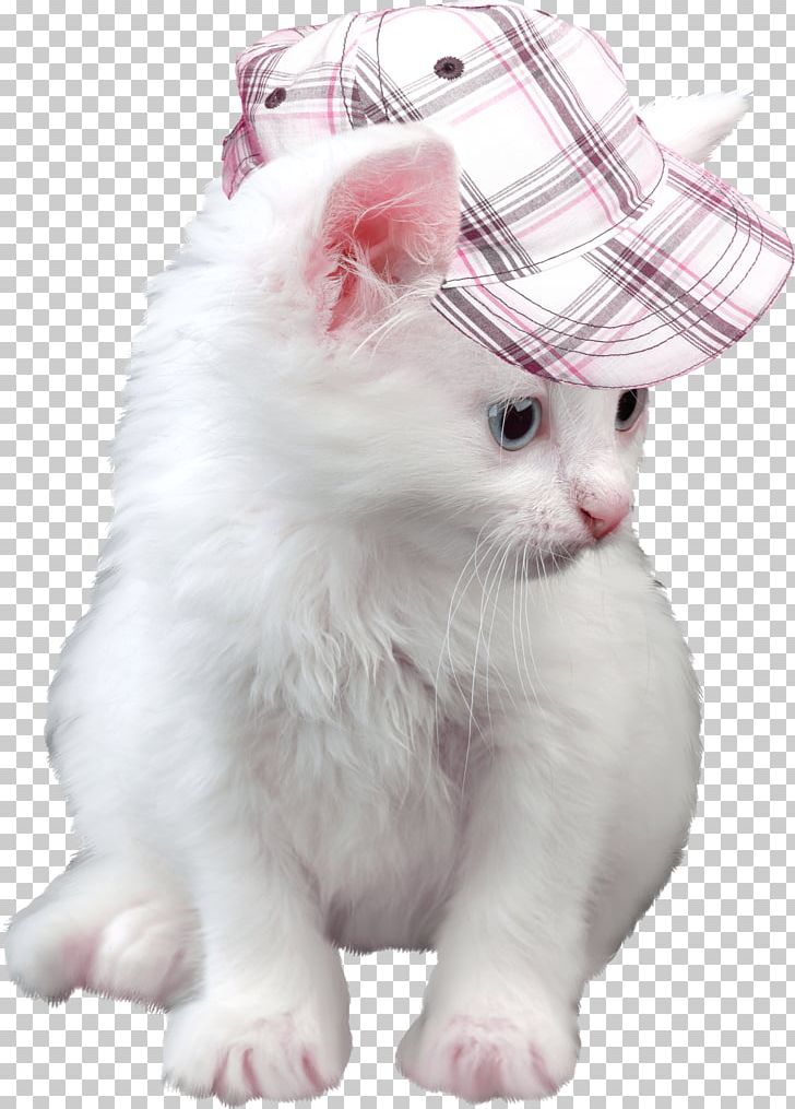 Kitten Cat High-definition Television 1080p PNG, Clipart, 1080p, American Curl, Animal, Carnivoran, Cat Like Mammal Free PNG Download