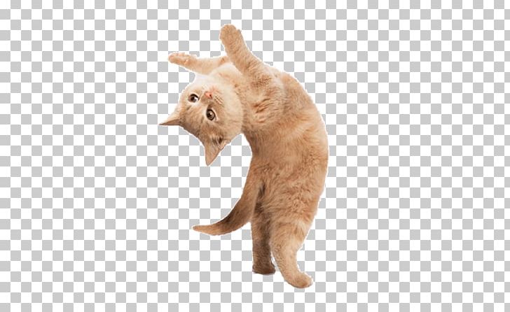 Yoga Cats: The Purrfect Workout Yoga Kittens: Take Life One Pose At A Time Yoga Dogs PNG, Clipart, Animal, Animals, Carnivoran, Cat, Cat Like Mammal Free PNG Download