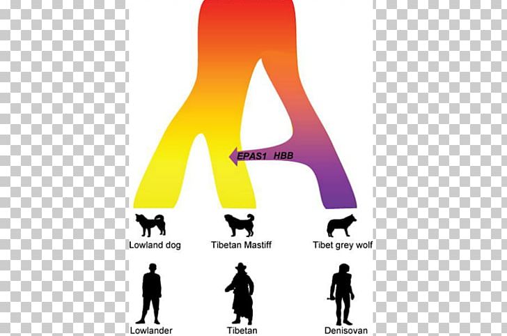 Tibetan Mastiff English Mastiff Tibetan Plateau High-altitude Adaptation In Humans PNG, Clipart, Adaptation, Brand, Denisovan, Dog, Dog Breed Free PNG Download
