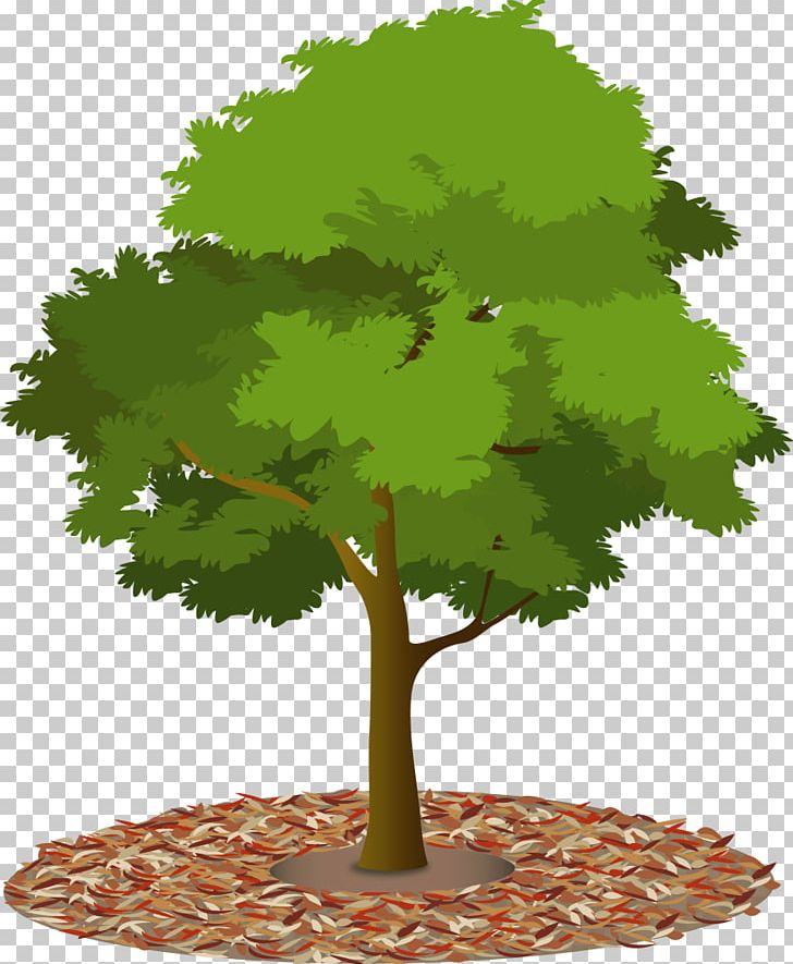 Tree Canopy Urban Forest Plant PNG, Clipart, Branch, Business, Canopy, Community Forestry, Deciduous Free PNG Download
