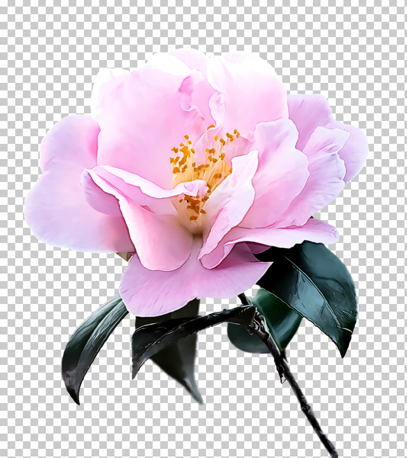 Sasanqua Camellia Cut Flowers Peony Petal Flower PNG, Clipart, Camellia, Cut Flowers, Flower, Heathers And Allies, Peony Free PNG Download