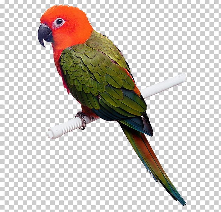 Bird Avian Medicine. Avian Medicine And Surgery Veterinarian Beak PNG, Clipart, Animals, Avian Influenza, Avian Medicine, Bird Of Prey, Common Pet Parakeet Free PNG Download