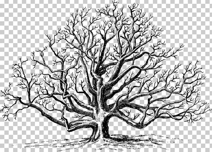 Eastern Black Walnut African Trees PNG, Clipart, African Trees, Artwork, Black And White, Branch, Drawing Free PNG Download