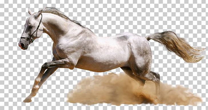Horse Desktop Ultra-high-definition Television High-definition Video PNG, Clipart, 5k Resolution, Animals, Aspect Ratio, Bit, Bridle Free PNG Download