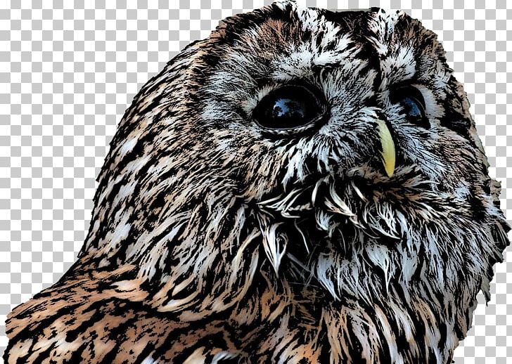 Tawny Owl Beak Snout PNG, Clipart, Animals, Beak, Bird, Bird Of Prey, Fauna Free PNG Download