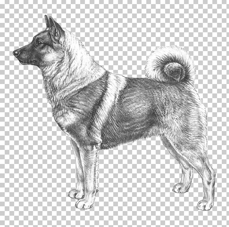 Black Norwegian Elkhound Dog Breed Elchhund Norwegian Buhund PNG, Clipart, Carnivoran, Dog Breed, Dog Breed Group, Dog Like Mammal, East Siberian Laika Free PNG Download