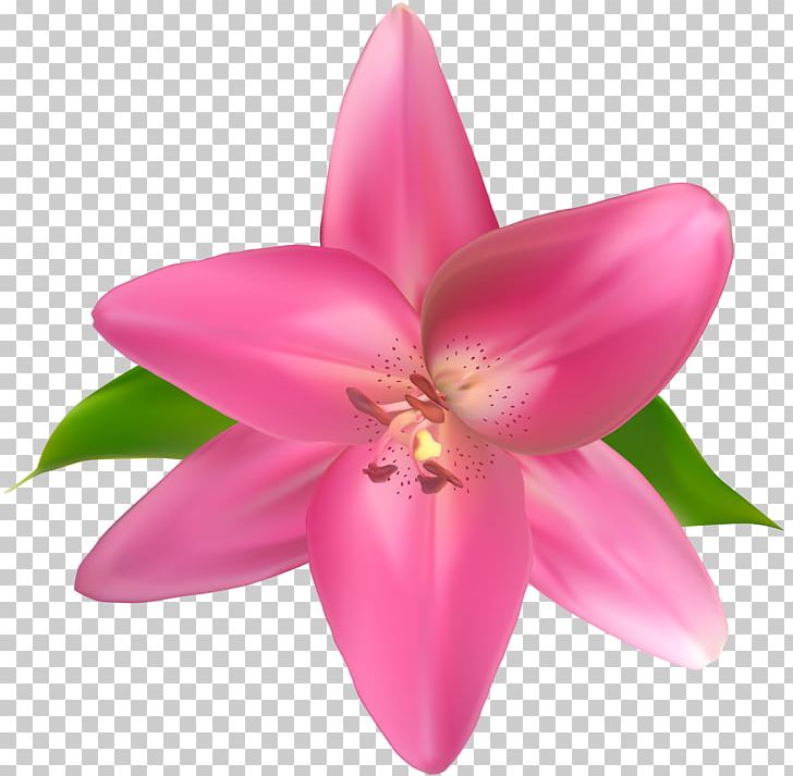 Petal PNG, Clipart, Blog, Clip Art, Clipart, Common Daisy, Floral Design Free PNG Download