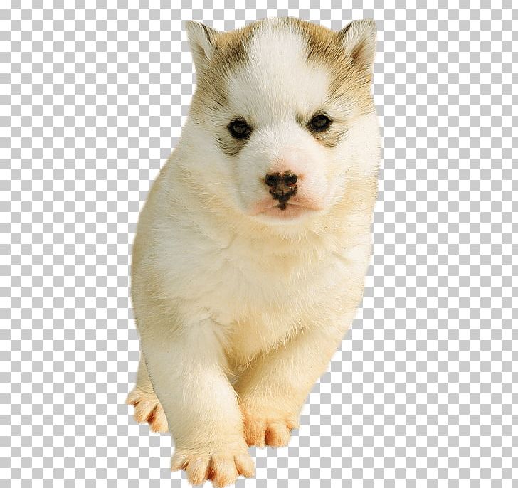 Siberian Husky Sakhalin Husky Alaskan Malamute St. Bernard Pomeranian PNG, Clipart, Alaskan Klee Kai, Animal, Animals, Carnivoran, Companion Dog Free PNG Download