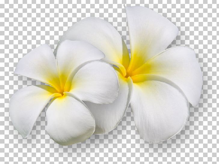 Flower PNG, Clipart, Clip Art, Cut Flowers, Digital Image, Flower, Flowering Plant Free PNG Download
