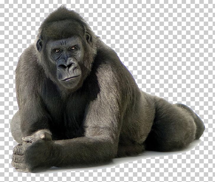 Gorilla PNG, Clipart, Adorable, Animalphotography, Animals, Cat, Catsagram Free PNG Download