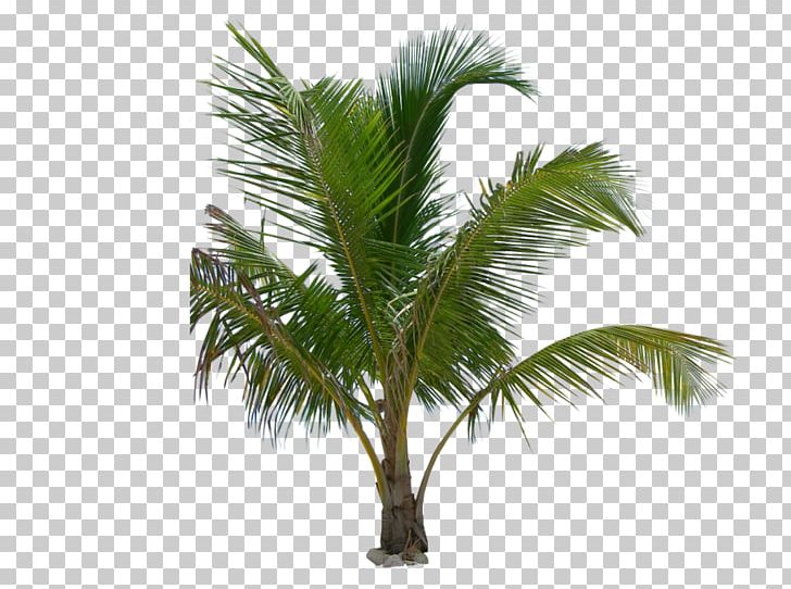 Arecaceae Mexican Fan Palm Tree Coconut Babassu PNG, Clipart, Animaux, Arecaceae, Arecales, Areca Nut, Attalea Free PNG Download