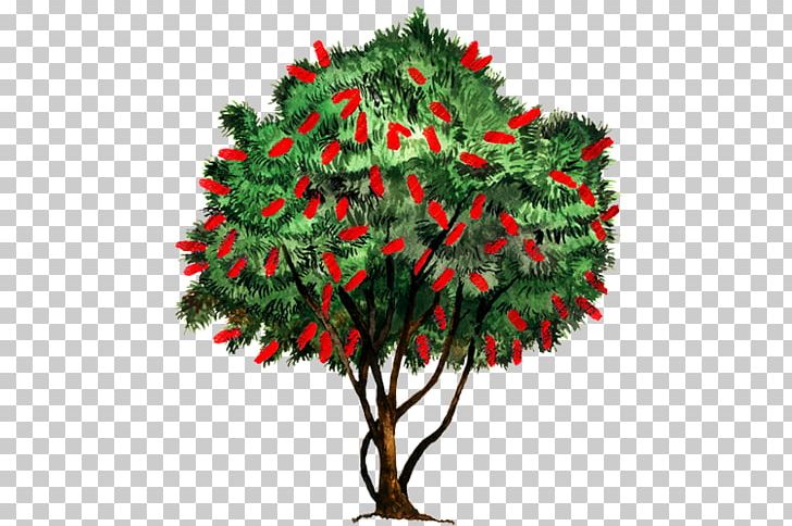 Fir Christmas Ornament Christmas Tree Evergreen PNG, Clipart, Branch, Christmas, Christmas Decoration, Christmas Ornament, Christmas Tree Free PNG Download