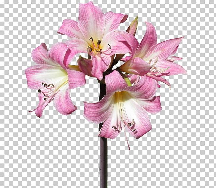 Lilium Jersey Lily Cut Flowers Belladonna PNG, Clipart, Amaryllis Belladonna, Amaryllis Family, Belladonna, Blooming Flowers, Cut Flowers Free PNG Download