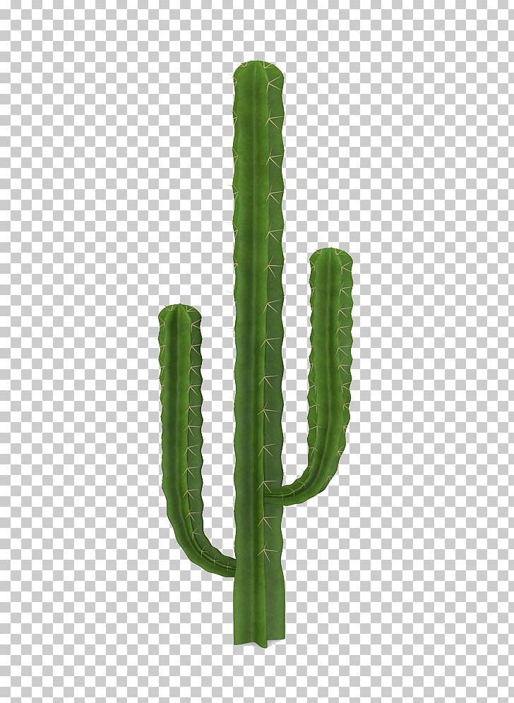 San Pedro Cactus Acanthocereus Tetragonus Cactaceae Erg PNG, Clipart, 3d Computer Graphics, 3d Modeling, Acanthocereus, Beach, Cactus Free PNG Download