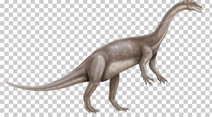 Anchisaurus Styracosaurus Dinosaur S Tyrannosaurus Parasaurolophus PNG, Clipart, Anchisaurus, Cartoon, Dinosaur, Dinosaur Pictures, Fauna Free PNG Download