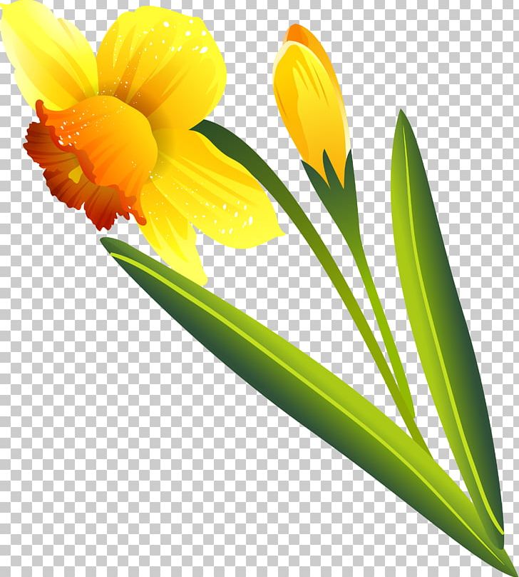 Flower .ru Narcissus .li Petal PNG, Clipart, Archive File, Flower, Flowering Plant, Liveinternet, Narcissus Free PNG Download
