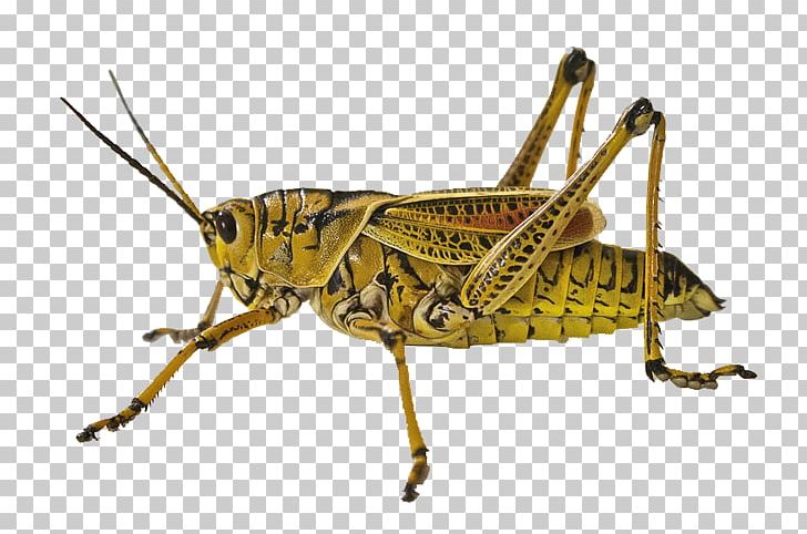 Insect Animal Grasshopper Jumping Locust PNG, Clipart, Arthropod, Closeup Isolated Display, Closeup On Lotus Petal Isolate, Cri, Cricket Free PNG Download