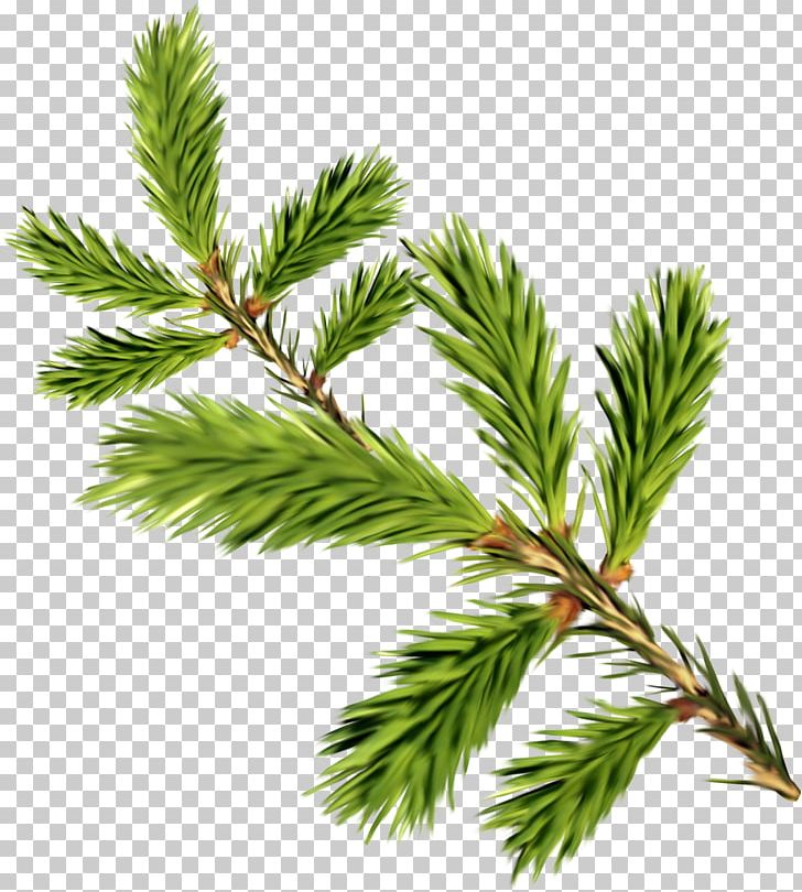Fir Leaf Tree Evergreen Twig PNG, Clipart, Abscission, Biome, Branch, Conifer, Conifers Free PNG Download