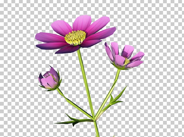 Garden Cosmos Anemone Annual Plant Desktop Herbaceous Plant PNG, Clipart, Annual Plant, Aster, Chrysanthemum, Chrysanths, Computer Free PNG Download