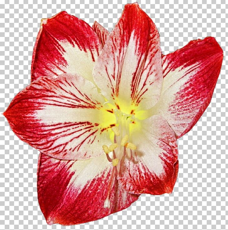 Jersey Lily Amaryllis YouTube PNG, Clipart, Alstroemeriaceae, Amaryllis, Amaryllis Belladonna, Around, Christmas Free PNG Download