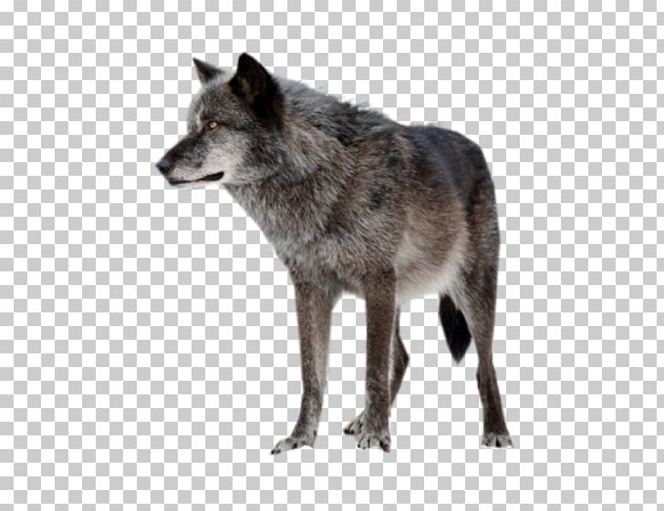 Arctic Wolf Saarloos Wolfdog PNG, Clipart, Animal, Arctic Wolf, Canis, Canis Lupus Tundrarum, Carnivoran Free PNG Download