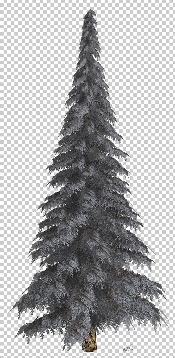 Fir Pine Christmas Tree Christmas Ornament PNG, Clipart, Black And White, Blue Spruce, Christmas, Christmas Day, Christmas Decoration Free PNG Download