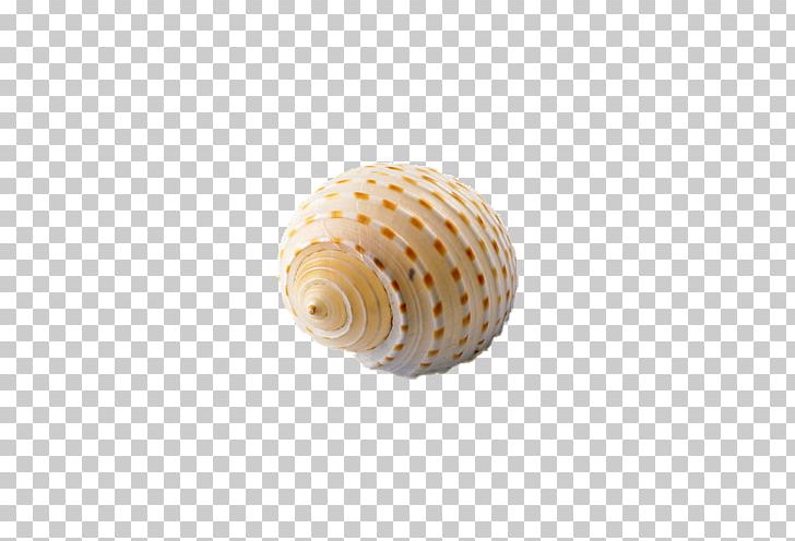Seashell PNG, Clipart, Beach, Beach Elements, Cartoon Conch, Cockle, Computer Graphics Free PNG Download