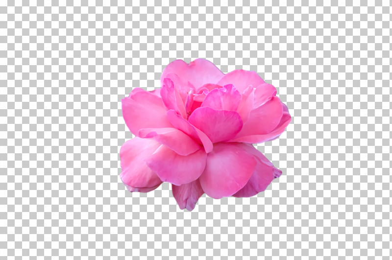 Garden Roses PNG, Clipart, Biology, Cabbage Rose, Cut Flowers, Flower, Garden Free PNG Download