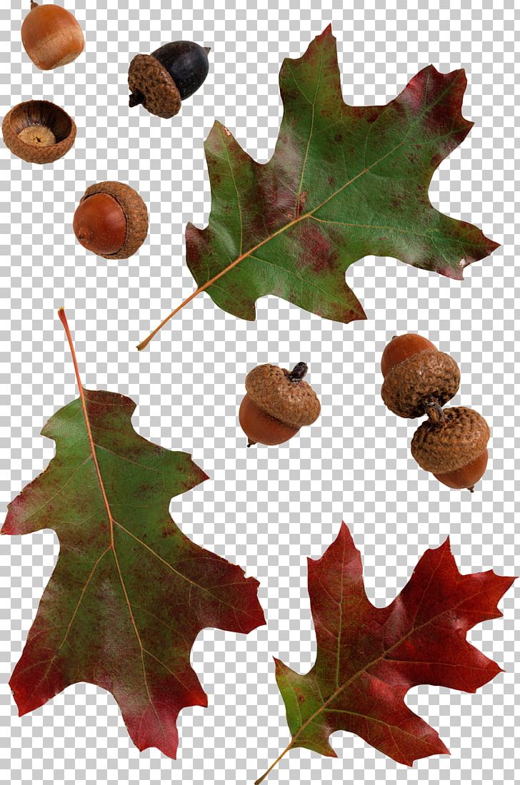 Acorn Leaf Photography PNG, Clipart, Acorn, Clip Art, Digital Image, Display Resolution, Information Free PNG Download