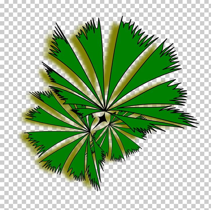 Arecaceae Tree Free Content PNG, Clipart, Arecaceae, Arecales, Borassus Flabellifer, Free Content, Grass Free PNG Download