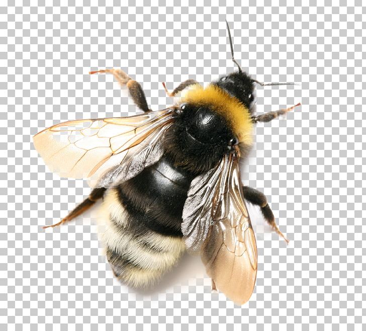 Bee Insect Bombus Terrestris Bombus Pascuorum Bombus Hortorum PNG, Clipart, Arthropod, Bee, Bombus Pascuorum, Bombus Terrestris, Bumblebee Free PNG Download