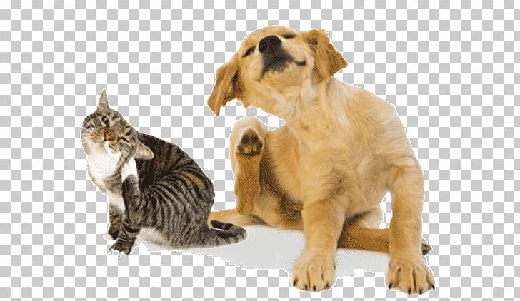 Cat Dog Pet Sitting Itch PNG, Clipart, Allergy, Animals, Carnivoran, Cat, Cat Like Mammal Free PNG Download