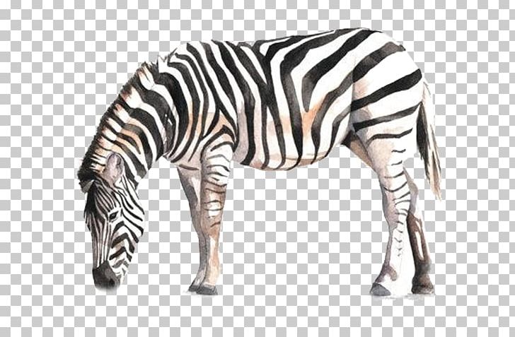 Horse Zebra Watercolor Painting Drawing PNG, Clipart, Always, Animal, Animals, Art, Black And White Free PNG Download