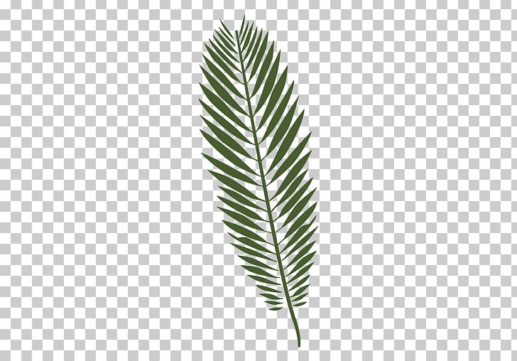 Leaf Drawing Fern PNG, Clipart, Arecaceae, Arecales, Drawing, Feather, Fern Free PNG Download