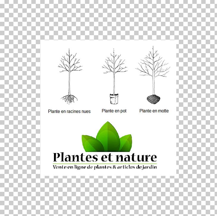 Logo Brand Tree Font Grasses PNG, Clipart, Brand, Diagram, Grass, Grasses, Grass Family Free PNG Download