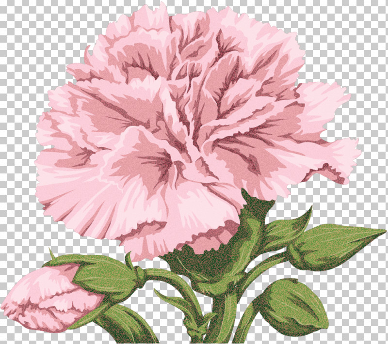 Garden Roses PNG, Clipart, Carnation, Cut Flowers, Drawing, Floral Design, Flower Free PNG Download
